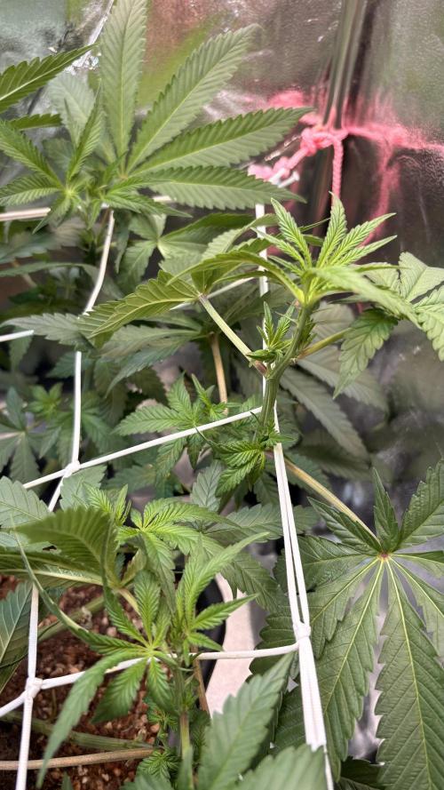 Khalifa limon Bianco mono. Week 7