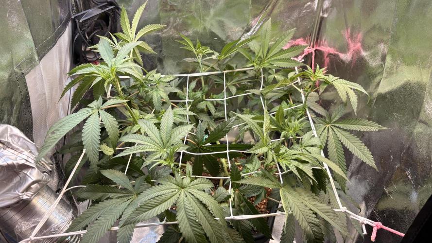 Khalifa limon Bianco mono. Week 7
