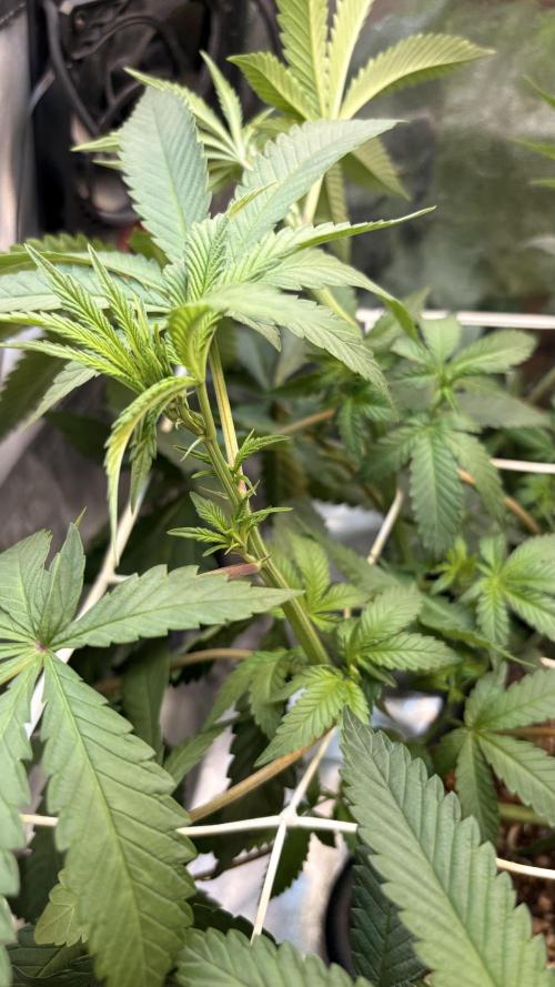 Khalifa limon Bianco mono. Week 7
