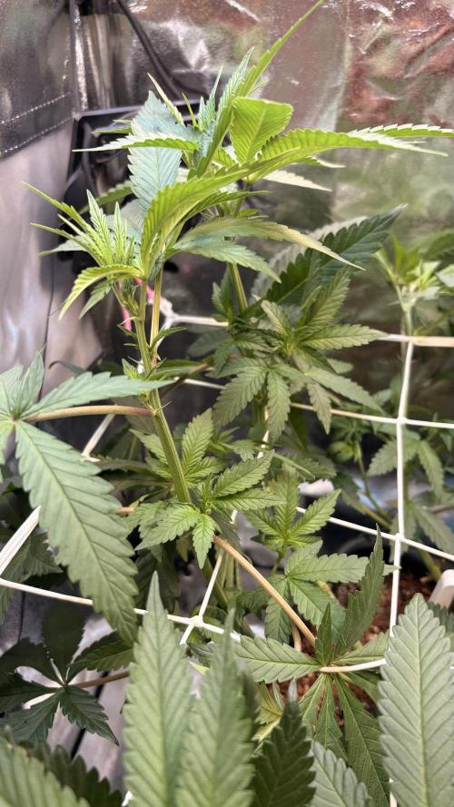 Khalifa limon Bianco mono. Week 7
