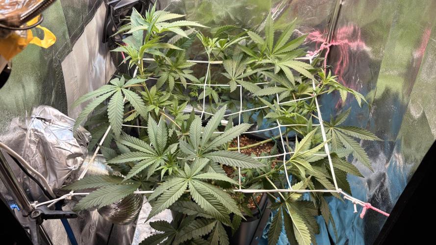 Khalifa limon Bianco mono. Week 7