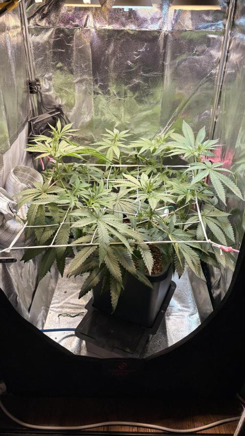 Khalifa limon Bianco mono. Week 7