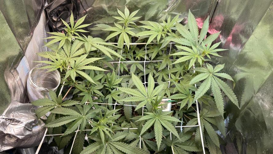 Khalifa limon Bianco mono. Week 7
