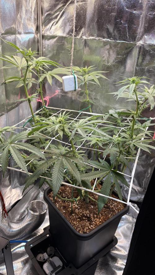 Khalifa limon Bianco mono. Week 8