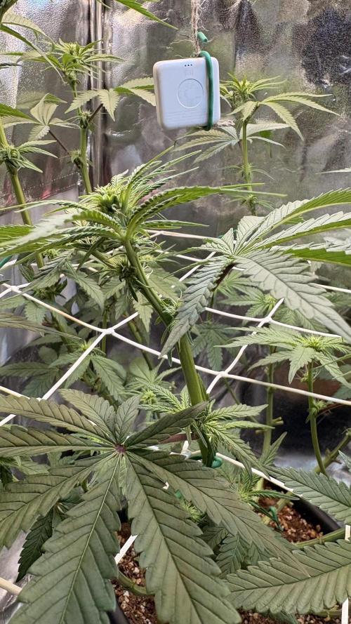 Khalifa limon Bianco mono. Week 8