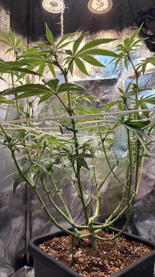 Khalifa limon Bianco mono. Week 8 - Lolipop