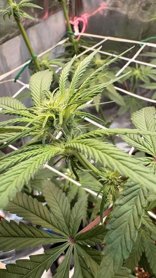 Khalifa limon Bianco mono. Week 8