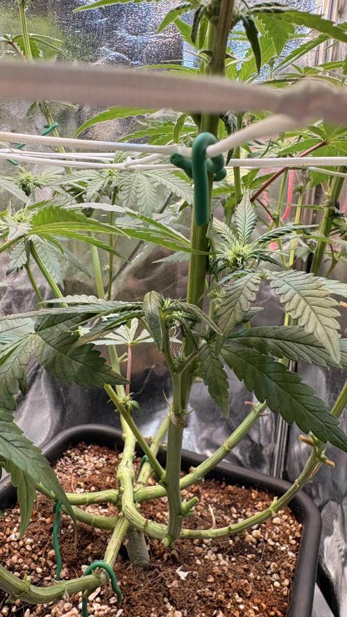 Khalifa limon Bianco mono. Week 8