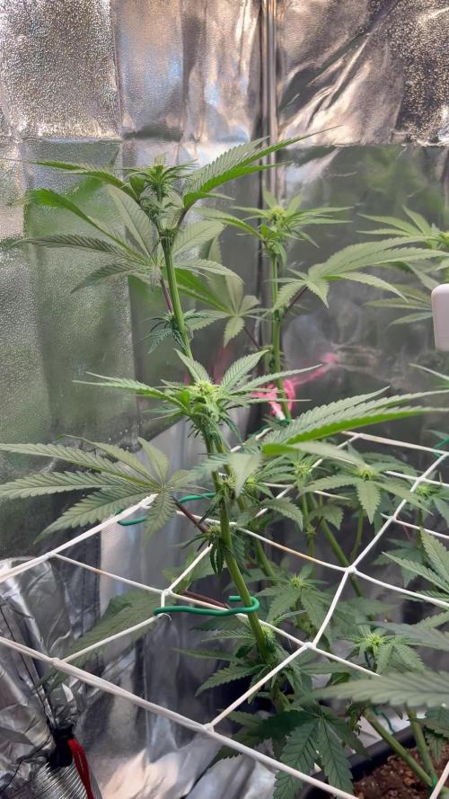 Khalifa limon Bianco mono