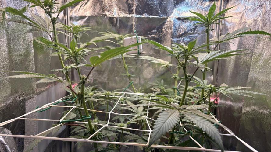 Khalifa limon Bianco mono. Week 8