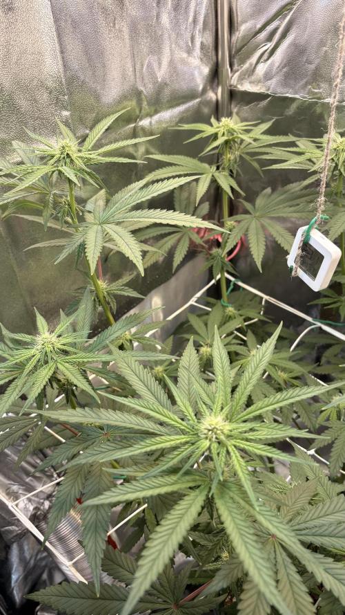 Khalifa limon Bianco mono. Week 9