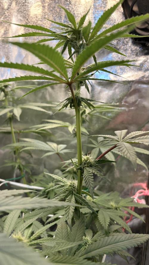 Khalifa limon Bianco mono. Week 9