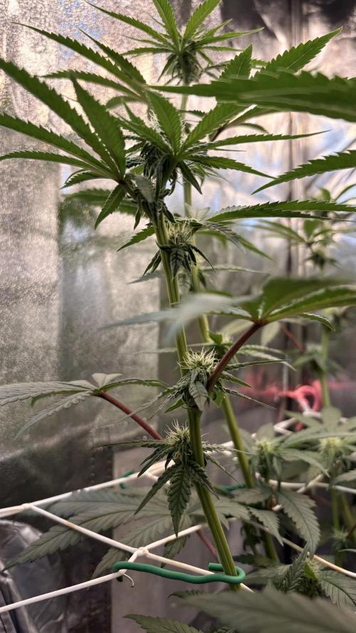 Khalifa limon Bianco mono. Week 9