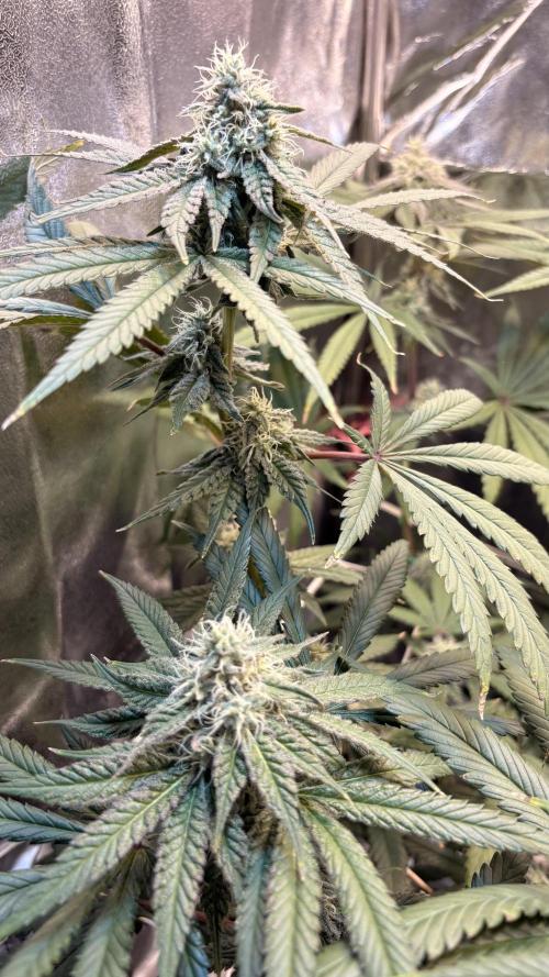Khalifa limon Bianco mono. Week 11