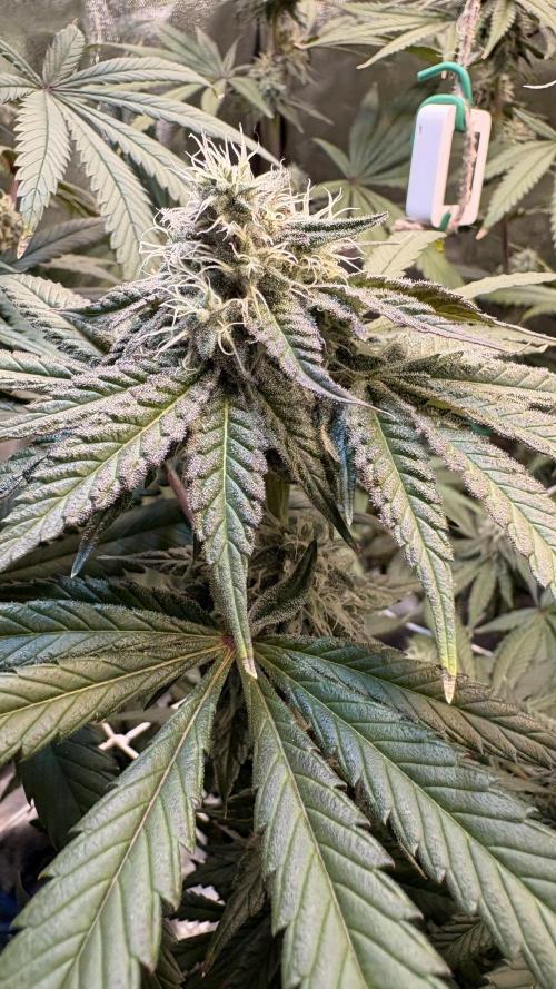 Khalifa limon Bianco mono. Week 11