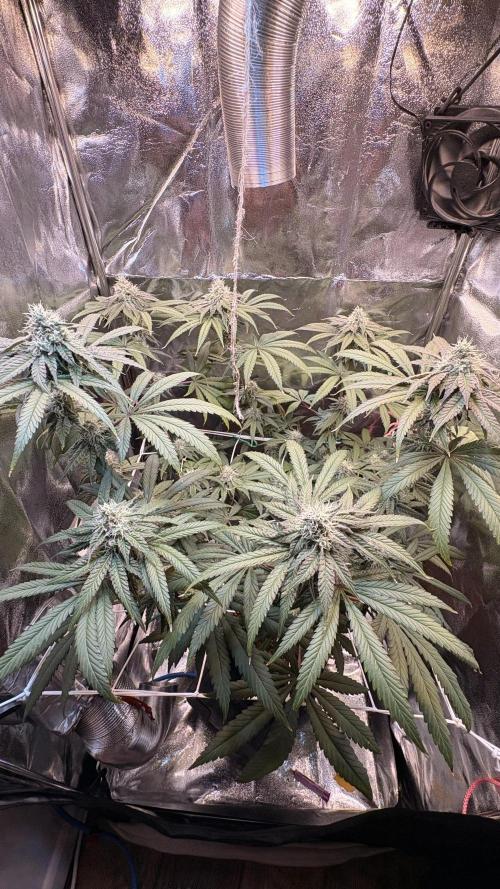 Khalifa limon Bianco mono. Week 11