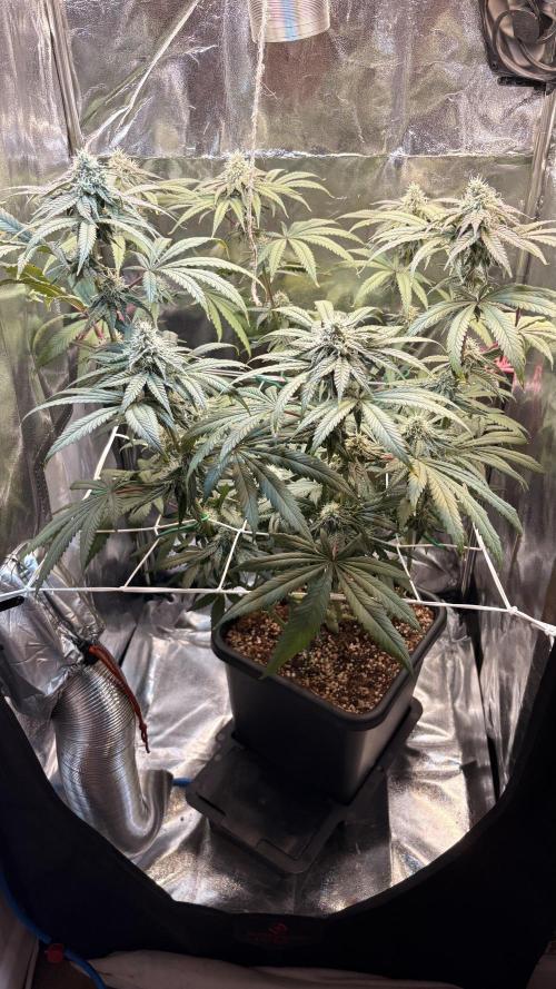 Khalifa limon Bianco mono. Week 11