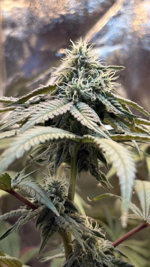 Khalifa limon Bianco mono. Week 11