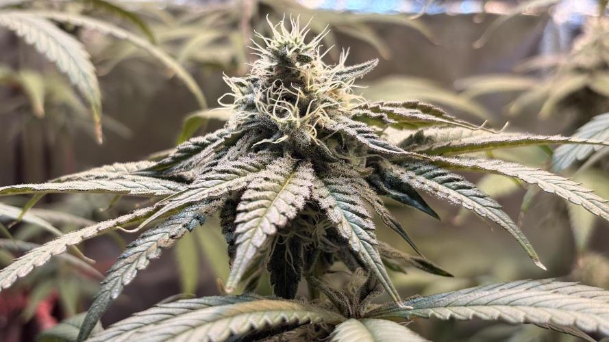 Khalifa limon Bianco mono. Week 11