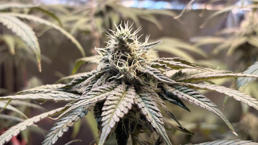 Khalifa limon Bianco mono. Week 11