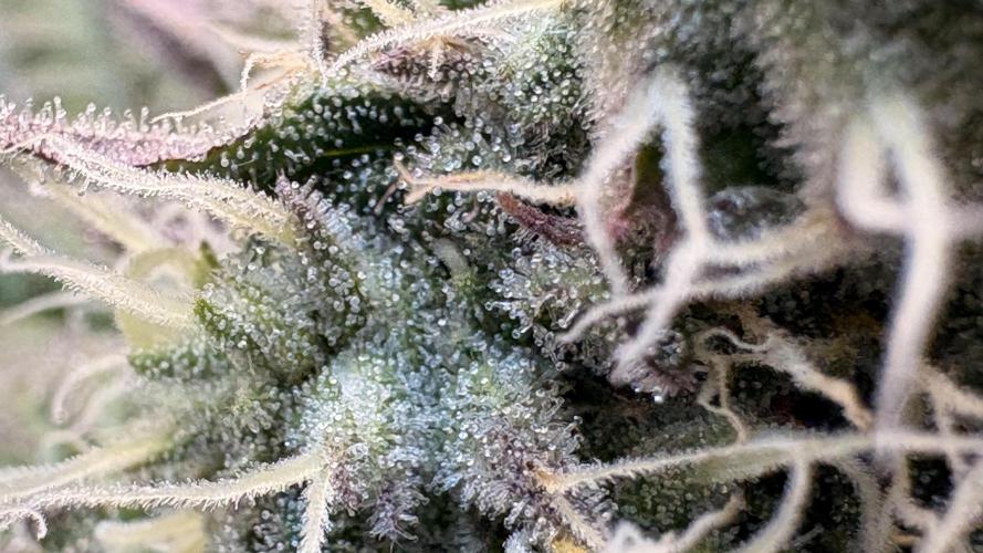 Khalifa limon Bianco mono. Week 11