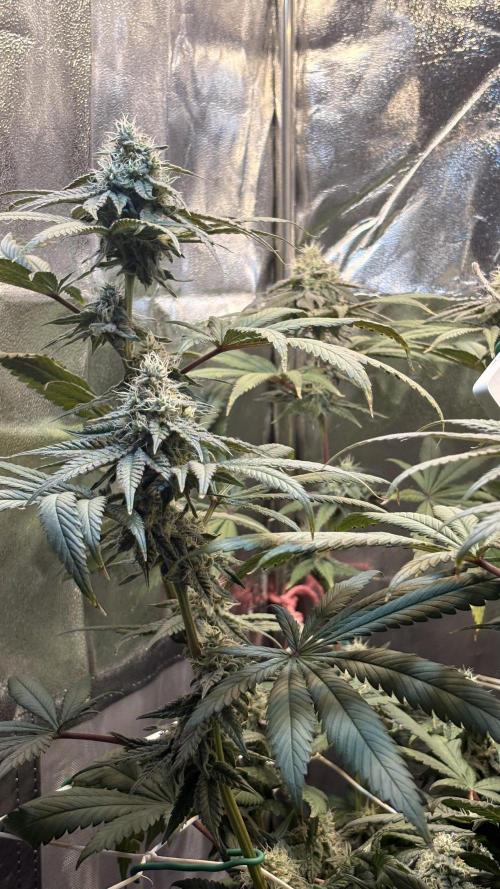 Khalifa limon Bianco mono. Week 12