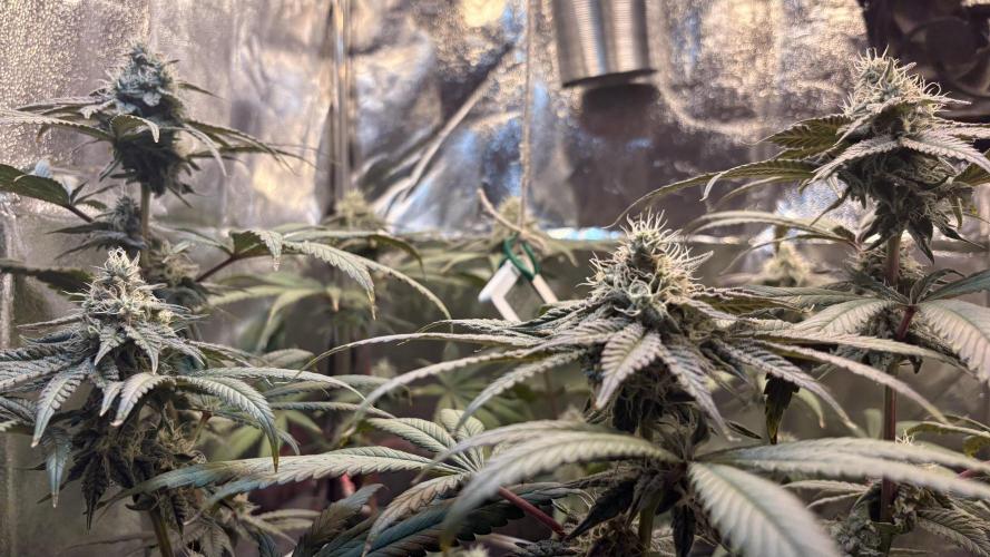 Khalifa limon Bianco mono. Week 12