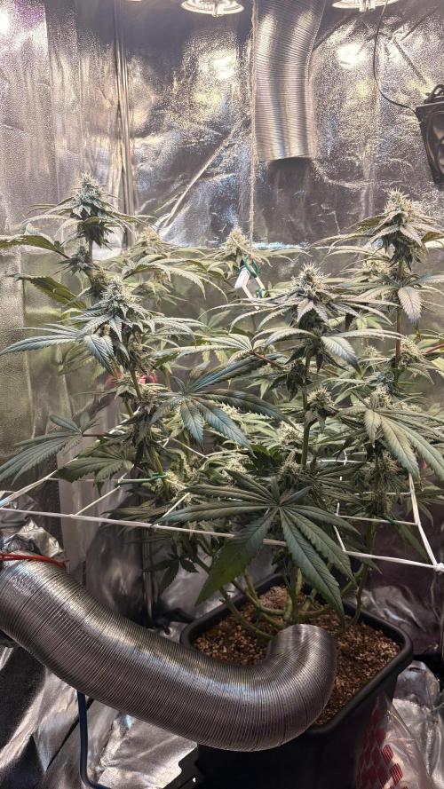 Khalifa limon Bianco mono. Week 12