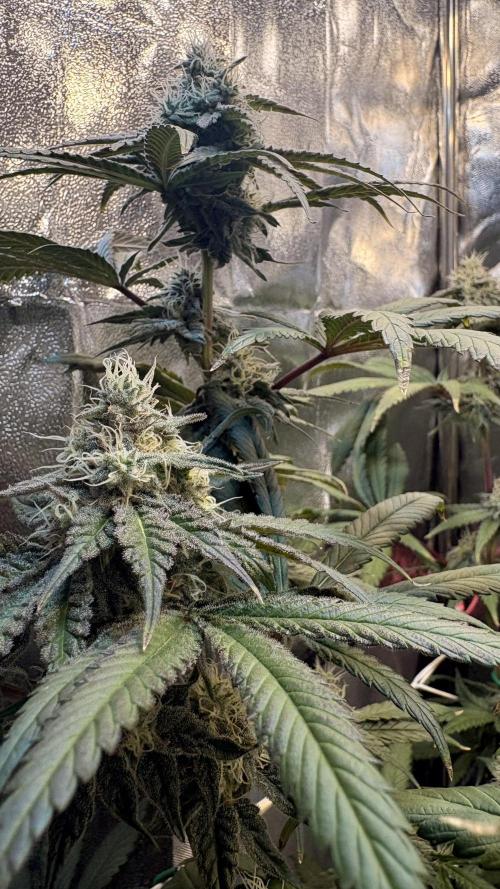 Khalifa limon Bianco mono. Week 12