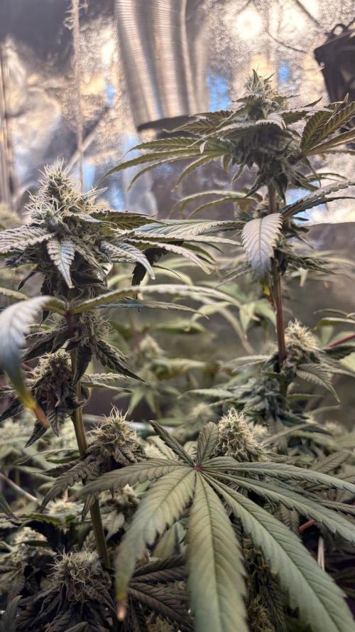 Khalifa limon Bianco mono. Week 12