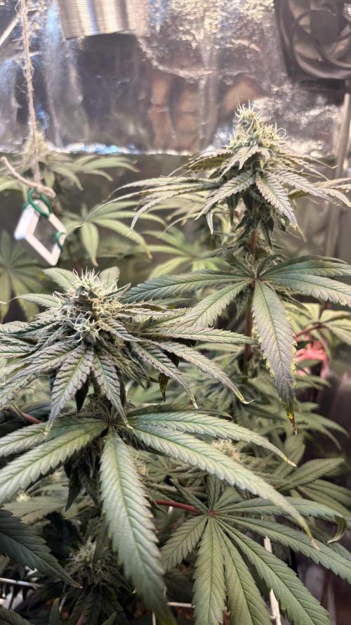 Khalifa limon Bianco mono. Week 12