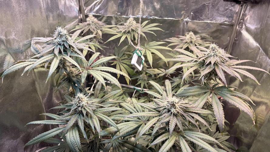 Khalifa limon Bianco mono. Week 12