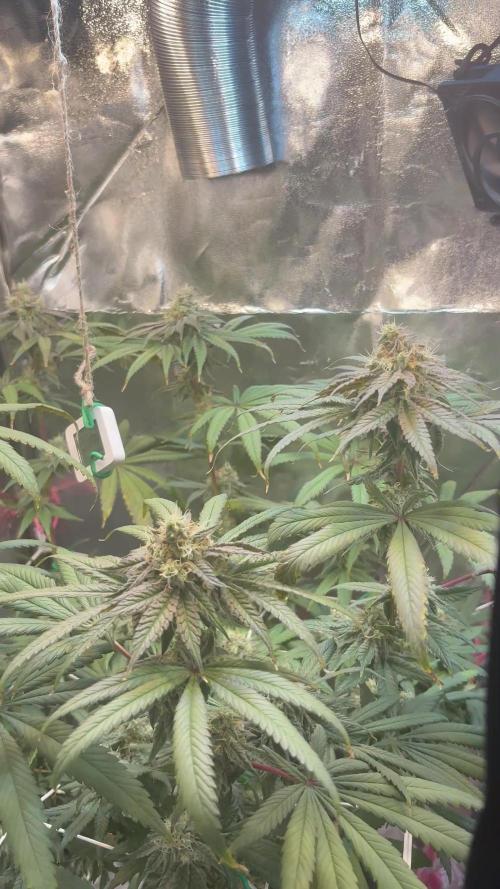 Khalifa limon Bianco mono