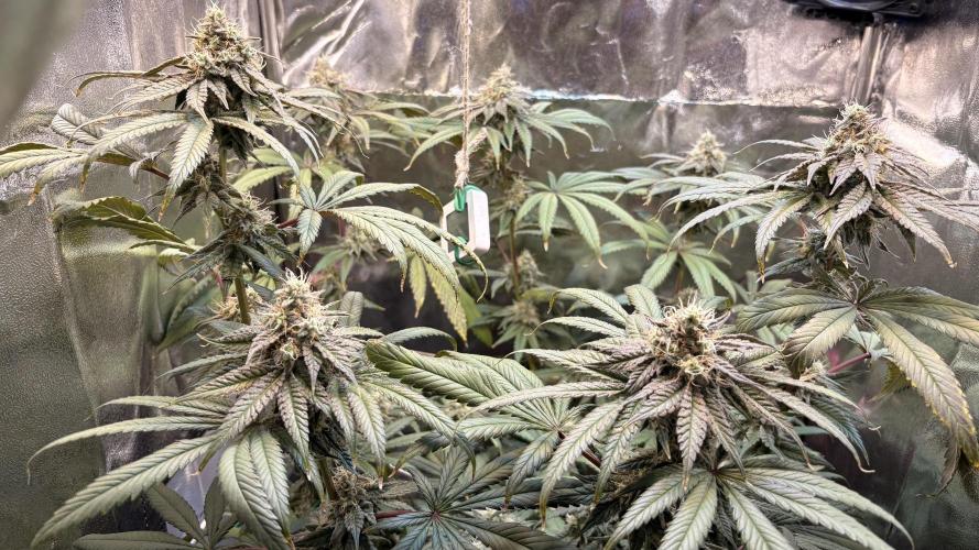 Khalifa limon Bianco mono. Week 13
