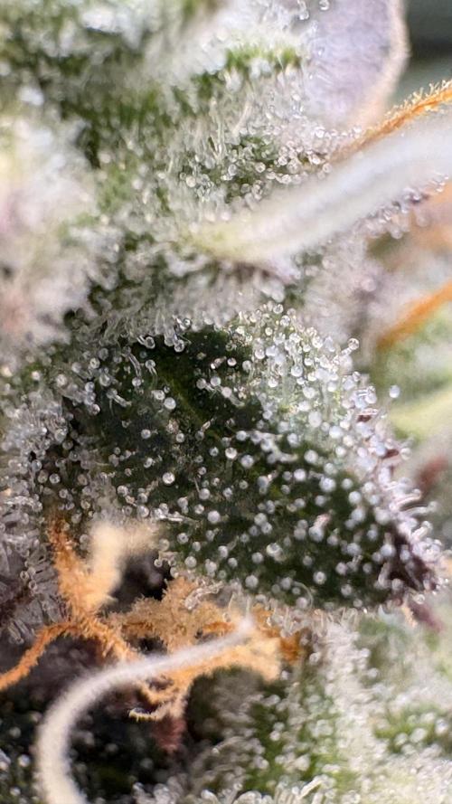 Khalifa limon Bianco mono. Week 13