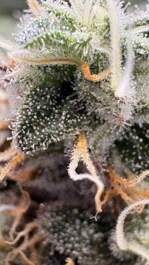 Khalifa limon Bianco mono. Week 13