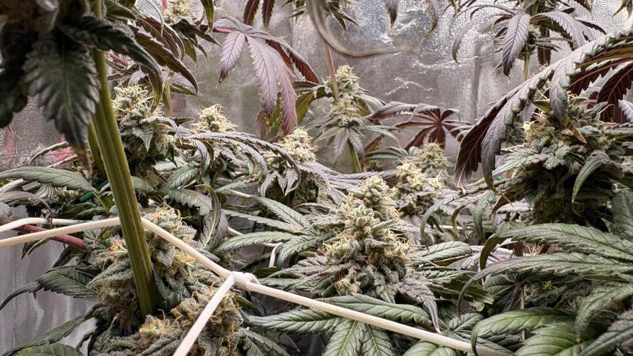 Khalifa limon Bianco mono. Week 15