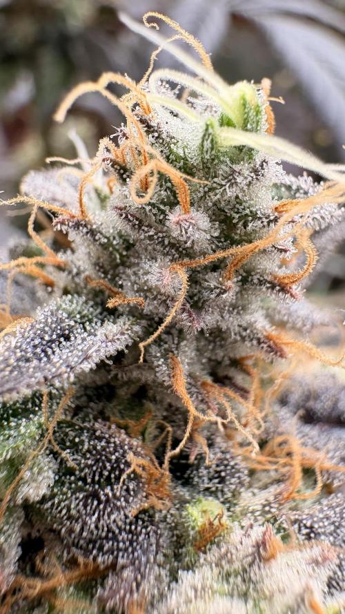 Khalifa limon Bianco mono. Week 15