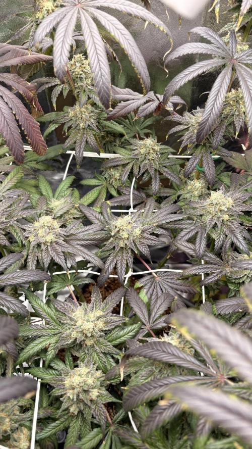 Khalifa limon Bianco mono. Week 15