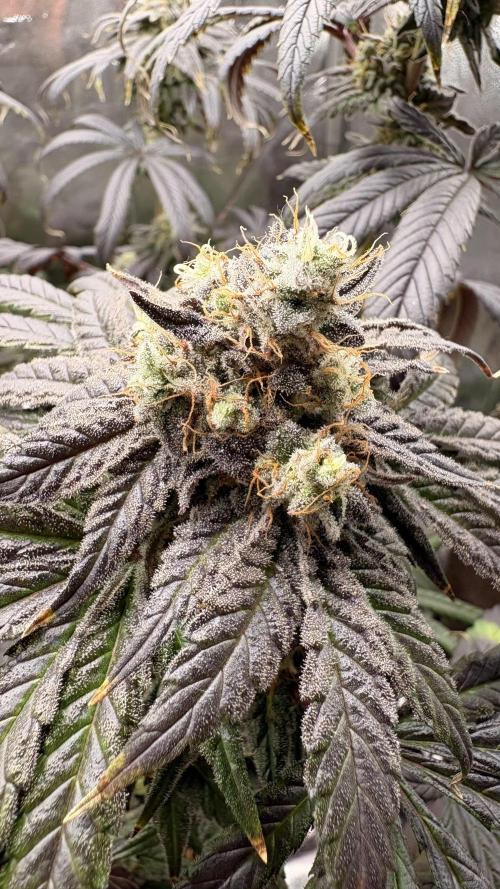 Khalifa limon Bianco mono. Week 15