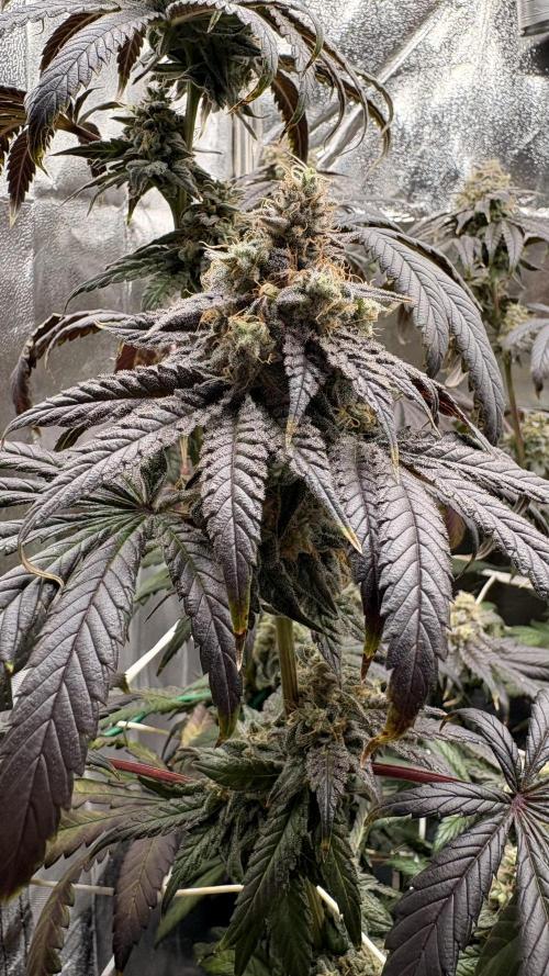 Khalifa limon Bianco mono. Week 15