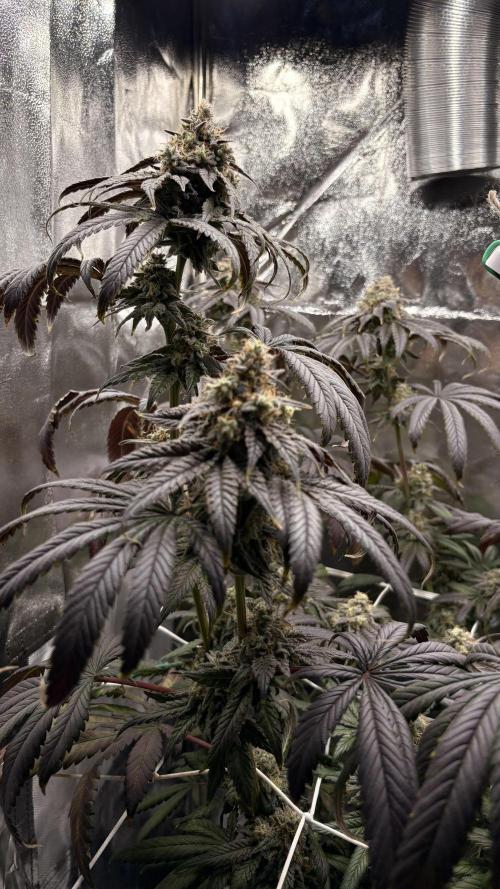 Khalifa limon Bianco mono. Week 15