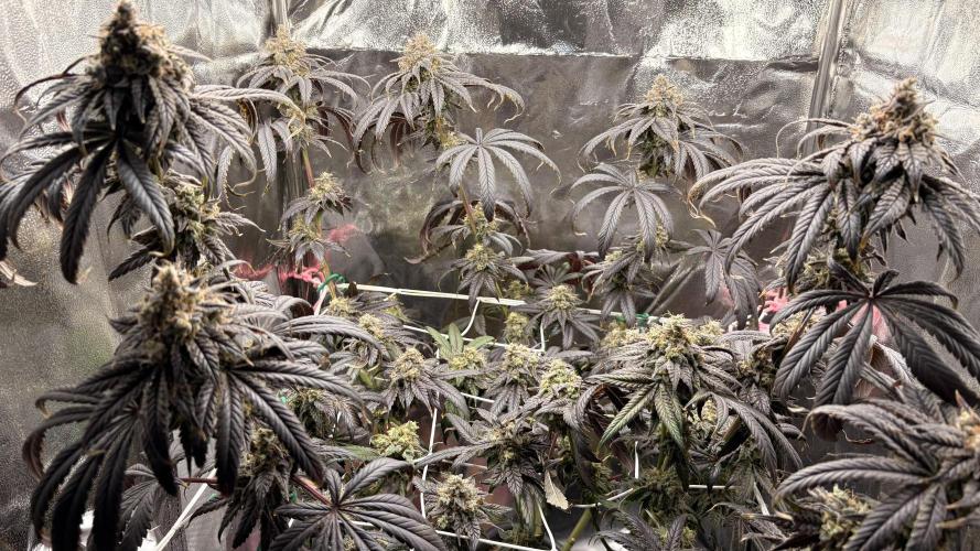 Khalifa limon Bianco mono. Week 16