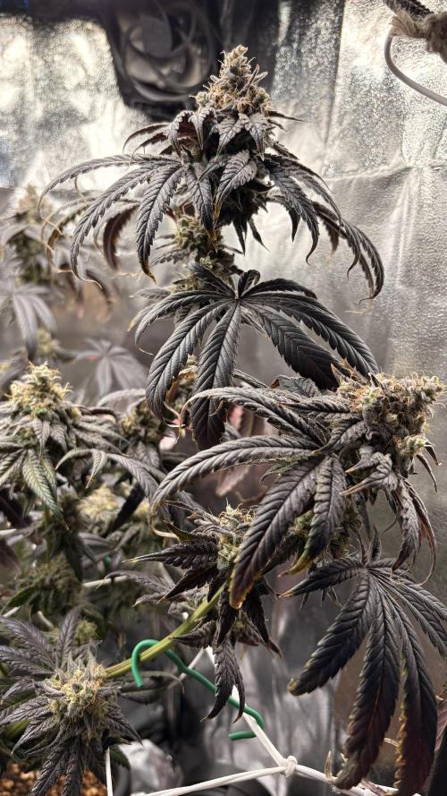 Khalifa limon Bianco mono. Week 16