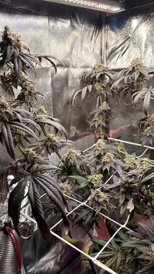 Khalifa limon Bianco mono. Week 16