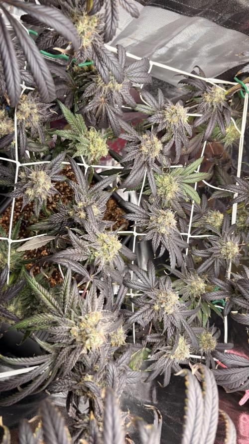 Khalifa limon Bianco mono. Week 16