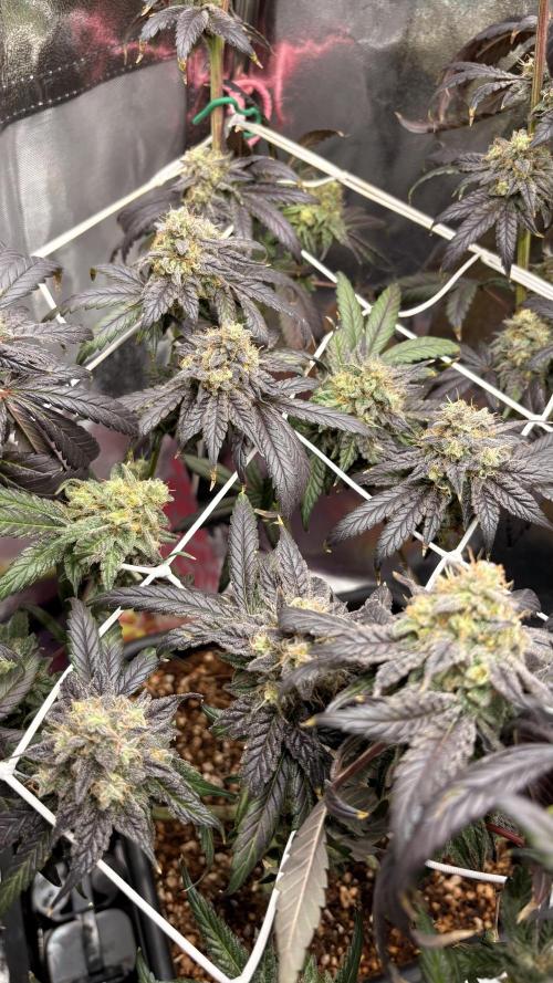 Khalifa limon Bianco mono. Week 16