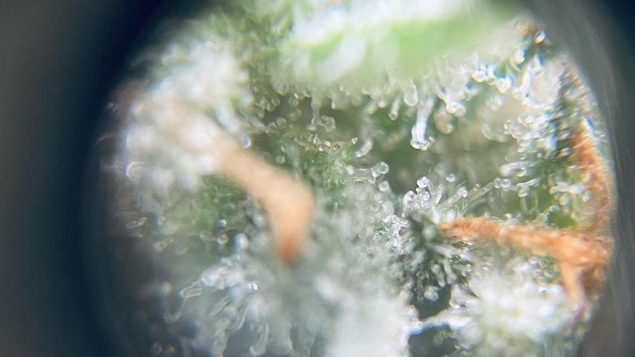 Khalifa limon Bianco mono. Week 16