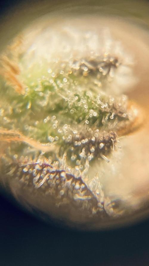 Khalifa limon Bianco mono. Week 16