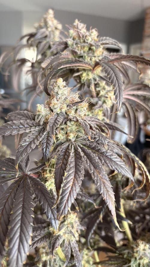 Khalifa limon Bianco mono. Week 17